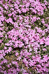 Spring Soft Pink Moss Phlox (Phlox subulata 'Spring Soft Pink') at Stonegate Gardens