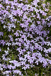Spring Blue Moss Phlox (Phlox subulata 'Barsixtynine') at A Very Successful Garden Center