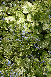 Alchemy Pewter Bugloss (Brunnera macrophylla 'TNBRUAP') at Stonegate Gardens
