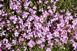 Spring Pink with Dark Eye Moss Phlox (Phlox subulata 'Spring Pink with Dark Eye') at A Very Successful Garden Center