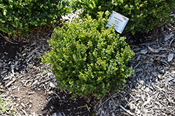 Little Missy Boxwood (Buxus microphylla 'Little Missy') at Stonegate Gardens