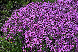 Early Spring Light Pink Moss Phlox (Phlox subulata 'Early Spring Light Pink') at Stonegate Gardens