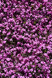 Early Spring Dark Pink Moss Phlox (Phlox subulata 'Early Spring Dark Pink') at Lakeshore Garden Centres