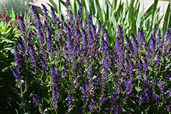 Violet Riot Sage (Salvia nemorosa 'Violet Riot') at A Very Successful Garden Center