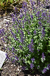 Aroma Violet Catmint (Nepeta x faassenii 'Aroma Violet') at Lakeshore Garden Centres