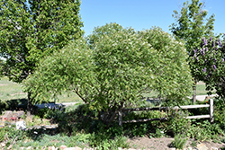 Clear Creek Golden Yellowhorn (Xanthoceras sorbifolium 'Psgan') at Stonegate Gardens