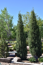 Woodward Columnar Juniper (Juniperus scopulorum 'Woodward') at A Very Successful Garden Center