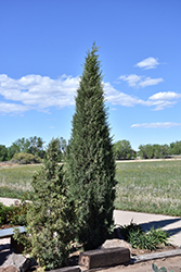 Woodward Columnar Juniper (Juniperus scopulorum 'Woodward') at A Very Successful Garden Center