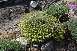 Kannah Creek Sulphur Flower Buckwheat (Eriogonum umbellatum 'Psdowns') at A Very Successful Garden Center