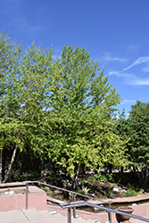 Water Birch (Betula occidentalis) at A Very Successful Garden Center