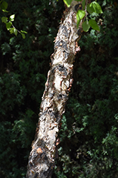 Water Birch (Betula occidentalis) at Lakeshore Garden Centres