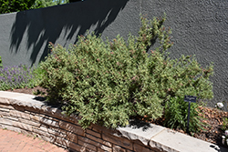 Fernbush (Chamaebatiaria millefolium) at A Very Successful Garden Center
