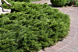 Calgary Carpet Juniper (Juniperus sabina 'Calgary Carpet') at A Very Successful Garden Center