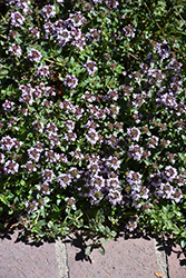 Broad-leaf English Thyme (Thymus vulgaris 'Broad-leaf English') at Stonegate Gardens