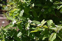 Marron Medlar (Mespilus germanica 'Marron') at Lakeshore Garden Centres