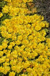 Yellow Ice Plant (Delosperma nubigenum) at A Very Successful Garden Center