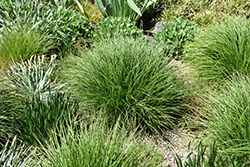 Autumn Moor Grass (Sesleria autumnalis) at A Very Successful Garden Center