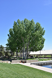 Western Cottonwood (Populus deltoides var. occidentalis) at A Very Successful Garden Center