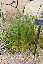 Peruvian Feather Grass (Jarava ichu) at A Very Successful Garden Center