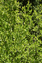 New Mexico Privet (Forestiera neomexicana) at A Very Successful Garden Center