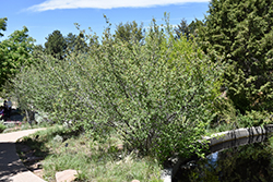 Utah Serviceberry (Amelanchier utahensis) at Stonegate Gardens