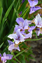 Lavender Bounty Siberian Iris (Iris sibirica 'Lavender Bounty') at Stonegate Gardens