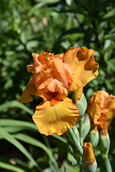 Savannah Sunset Iris (Iris 'Savannah Sunset') at A Very Successful Garden Center