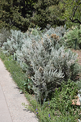 Big Sagebrush (Artemisia tridentata) at A Very Successful Garden Center