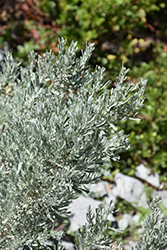 Big Sagebrush (Artemisia tridentata) at Lakeshore Garden Centres