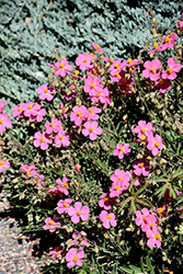 Wisley Pink Rock Rose (Helianthemum nummularium 'Wisley Pink') at Lakeshore Garden Centres