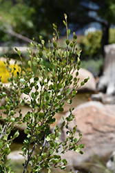 American Dwarf Birch (Betula glandulosa) at A Very Successful Garden Center