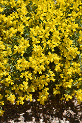 Vancouver Gold Woadwaxen (Genista pilosa 'Vancouver Gold') at A Very Successful Garden Center