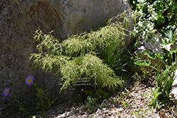 Trost's Dwarf European Birch (Betula pendula 'Trost's Dwarf') at A Very Successful Garden Center