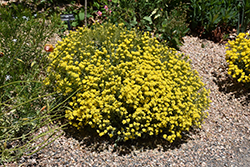Basket Of Gold Alyssum (Aurinia saxatilis 'Basket Of Gold') at Stonegate Gardens