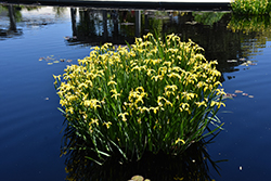 Yellow Flag Iris (Iris pseudacorus) at Stonegate Gardens