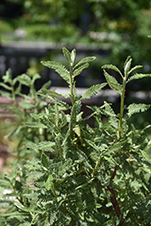Fernbush (Chamaebatiaria millefolium) at Lakeshore Garden Centres
