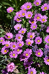 Purple Mountain Sun Daisy (Osteospermum barberiae 'P005S') at Lakeshore Garden Centres