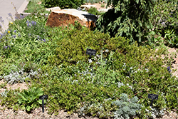 Hybrid Colorado Manzanita (Arctostaphylos x coloradensis) at Stonegate Gardens