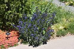Summer Forget-Me-Not (Anchusa capensis) at A Very Successful Garden Center