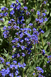 Summer Forget-Me-Not (Anchusa capensis) at Stonegate Gardens