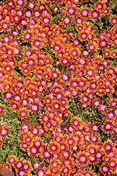 Fire Spinner Ice Plant (Delosperma 'Fire Spinner') at A Very Successful Garden Center
