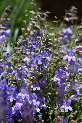 Silverton Bluemat Penstemon (Penstemon linarioides 'P014S') at Lakeshore Garden Centres