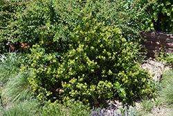Greenleaf Manzanita (Arctostaphylos patula) at A Very Successful Garden Center