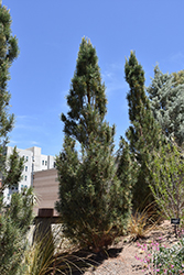 Scotch Sentinel Pine (Pinus sylvestris 'Fastigiata') at A Very Successful Garden Center