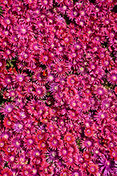 Granita Raspberry Ice Plant (Delosperma 'PJS01S') at Stonegate Gardens