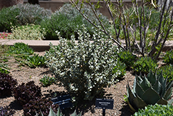 Roundleaf Buffaloberry (Shepherdia rotundifolia) at Stonegate Gardens