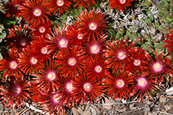 Red Mountain Ice Plant (Delosperma dyeri 'Psdold') at A Very Successful Garden Center