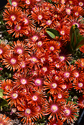 Red Mountain Flame Ice Plant (Delosperma 'PWWG02S') at Lakeshore Garden Centres