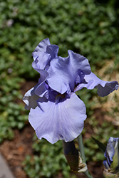Pacific Mist Iris (Iris 'Pacific Mist') at A Very Successful Garden Center