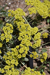 Shasta Sulphur Sulphur Flowered Buckwheat (Eriogonum umbellatum var. polyanthum 'Shasta Sulphur') at A Very Successful Garden Center